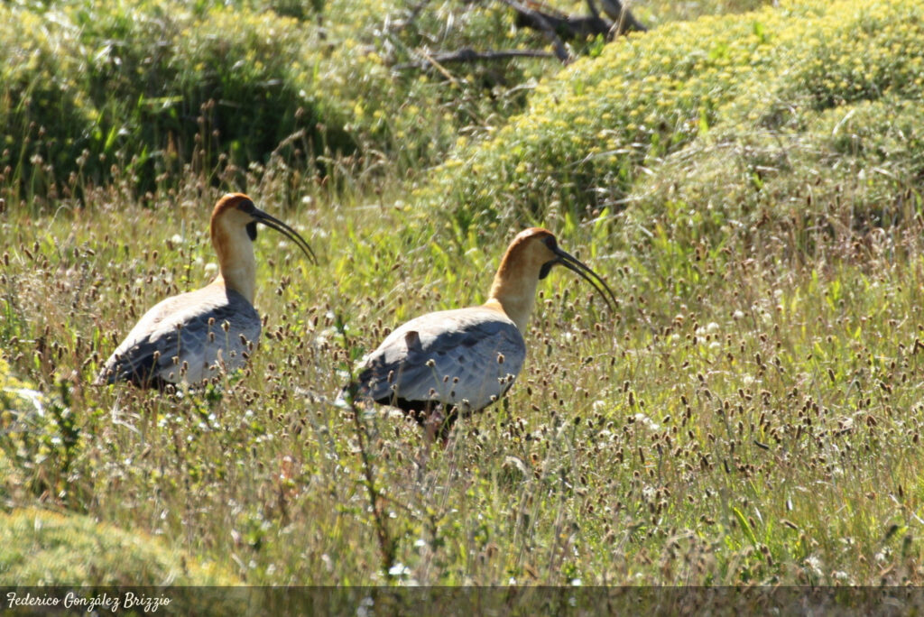 Qué especies de pájaros se encuentran en Tierra del Fuego