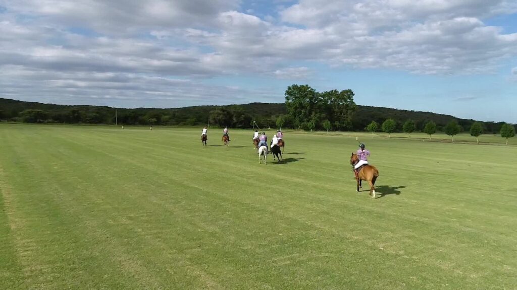 caballos de polo en un campo verde