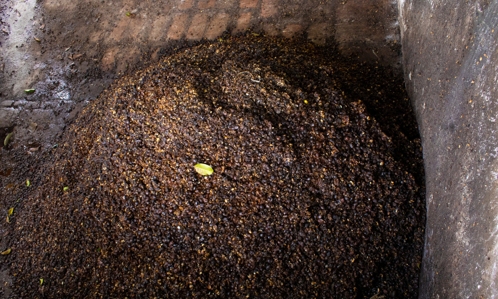 Qué es el café de baja calidad y cómo se hace a partir de residuos