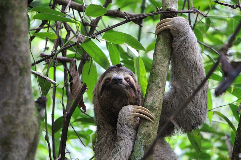 Qué es la flora y fauna y por qué son importantes para el planeta