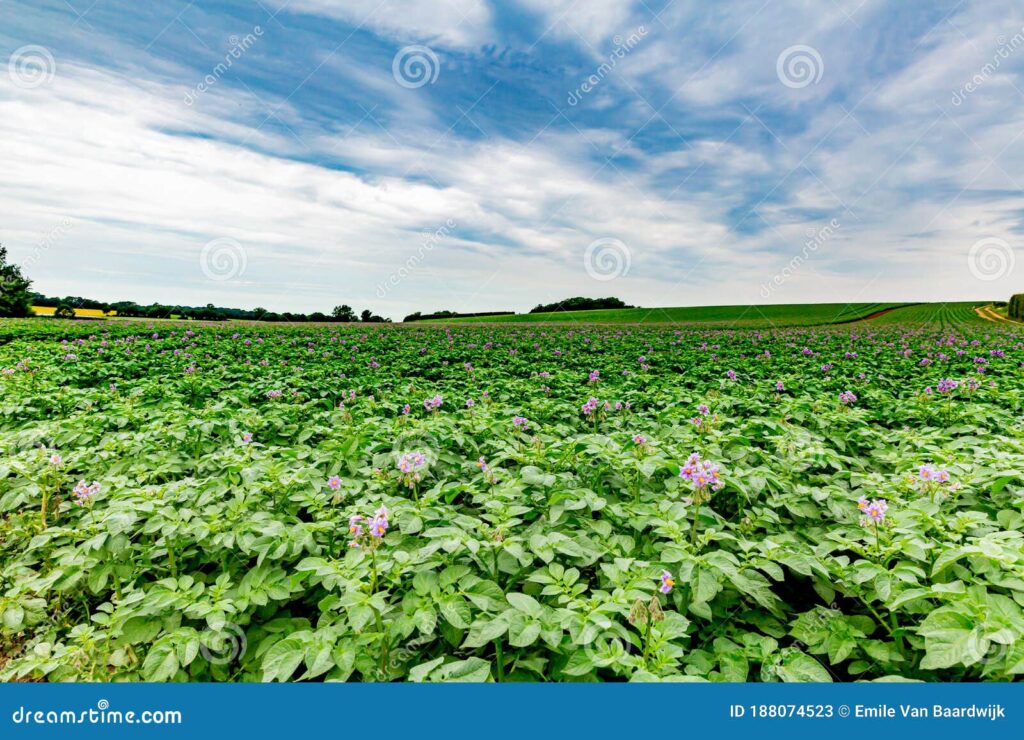 Por qué las plantas de papas desarrollan flores y qué significan