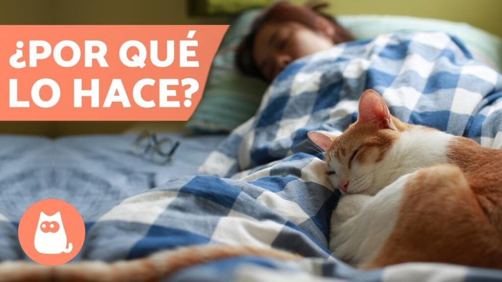 Por qué los gatos prefieren dormir a los pies de sus dueños