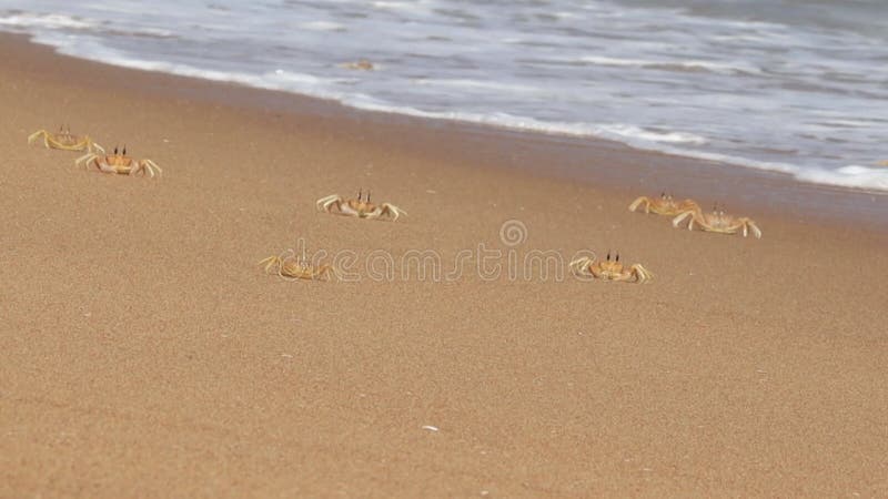 Dónde se encuentra La Posta del Cangrejo Playa y qué ofrece 6 Dónde se encuentra La Posta del Cangrejo Playa y qué ofrece