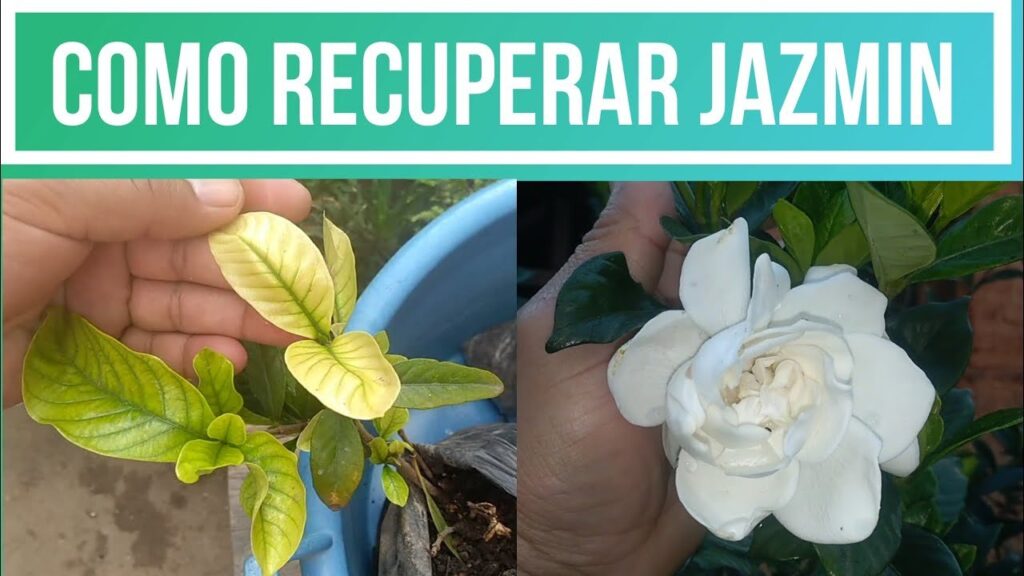 Por qué las hojas del jazmín del cabo se vuelven amarillas