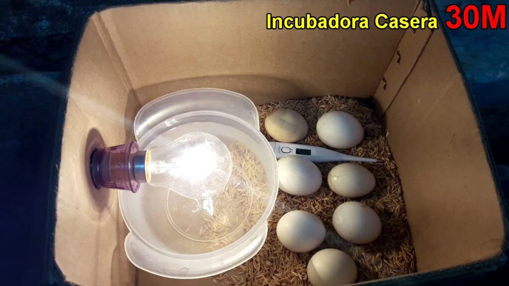Cómo incubar huevos de gallina correctamente en casa
