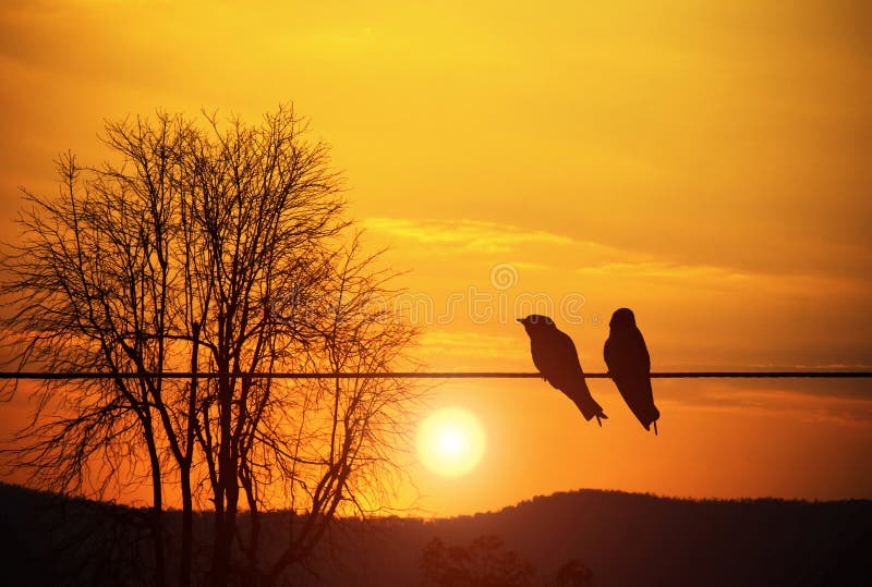 pajaro en un paisaje natural al atardecer