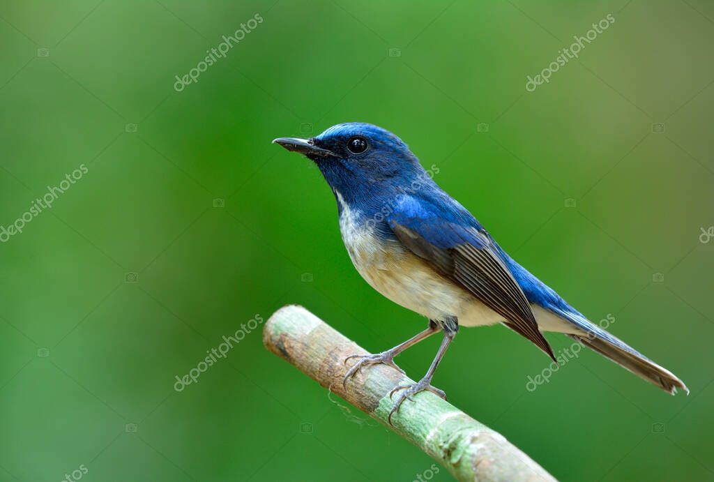 Qué consejos ofrece Dr. Bird para poetas tristes
