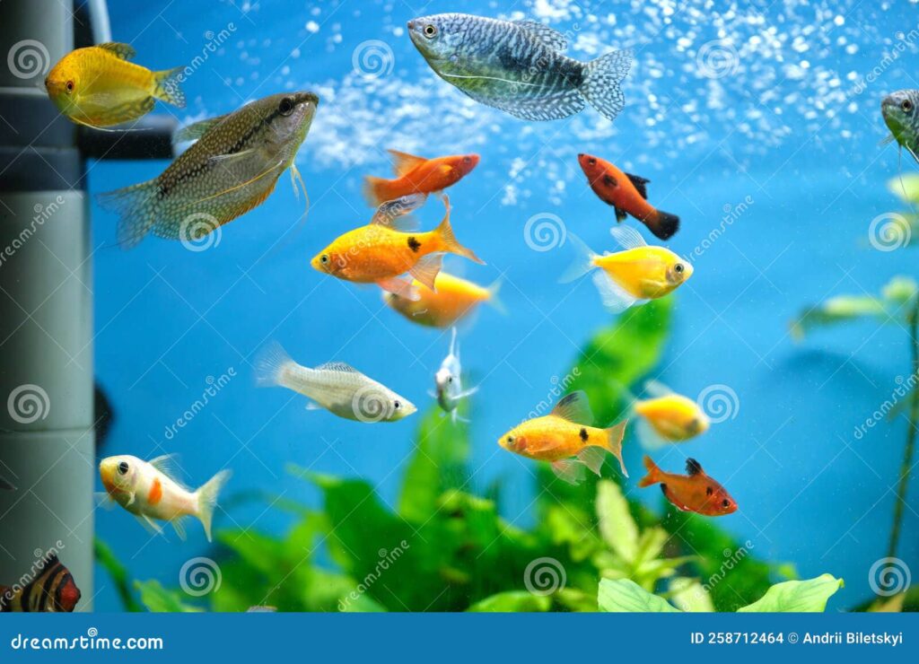 El acuario es un ambiente acuático o aéreo para los peces