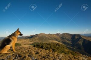 perro mirando un paisaje colorido
