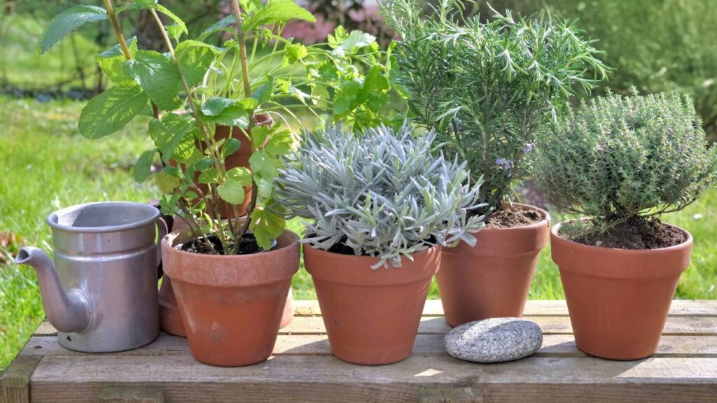 Qué plantas pueden ahuyentar moscas y mosquitos de tu hogar