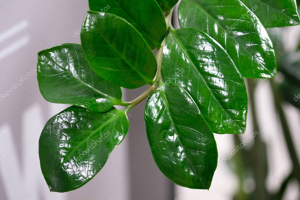 Cuáles son las plantas similares al rayito de sol que puedo cultivar