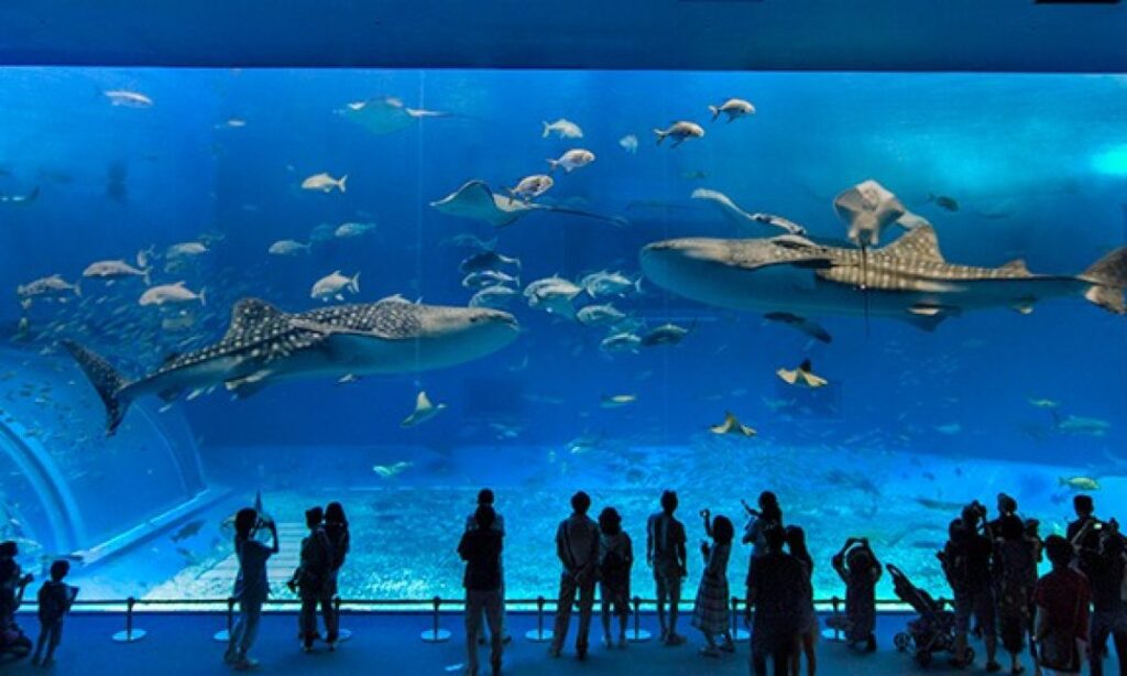 Dónde se encuentra el oceanario más grande de Sudamérica 6 Dónde se encuentra el oceanario más grande de Sudamérica